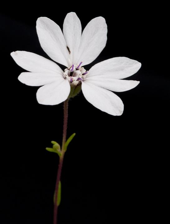 Blepharipappus scaber, Eyelash Plant.jpg